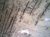 Activities of Anavi - Kolkata